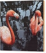 Two Pink Flamingos Wood Print