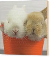Two Rabbits Inside A Basket Wood Print