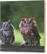 Two Screech Owls Wood Print
