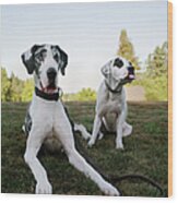 Two Silly Dogs In Park Wood Print