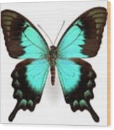 Two-tailed Swallowtail Butterfly Wood Print