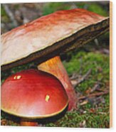 Umbrella Mushrooms Wood Print
