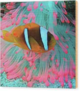 Underwater Photography Of Clown Fish Wood Print