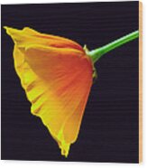 Mexican Gold Poppy Wood Print