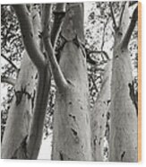 Up The Eucalyptus Tree Giant Wood Print