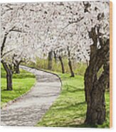 Uphill Climb Under The Cherry Blossoms Wood Print