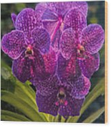 Vanda Orchid Wood Print