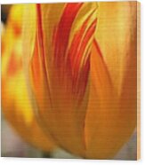 Variegated Tulip Wood Print