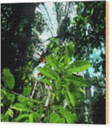 Vegetation In The Amazonian Rain Forest. Wood Print
