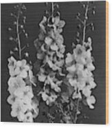 Verbascum Phoeniceum Flowers Wood Print
