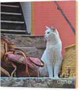 Vernazza Shop Cat Wood Print