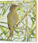 Very Yellow Warbler Wood Print