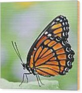 Viceroy Butterfly 2 Wood Print