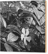 Vinca Bw Wood Print