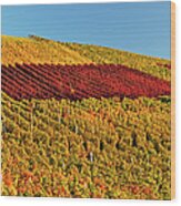 Vineyard In Autumn Wood Print