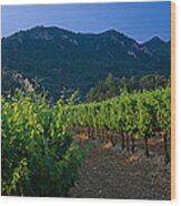 Vineyard, Provence-alpes-cote Dazur Wood Print