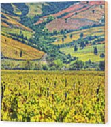 Vineyards  Hdr - Valle Colchagua Wood Print