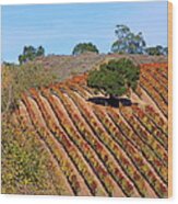 Vineyards Wood Print