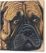 Waiting Bullmastiff Drawing Wood Print