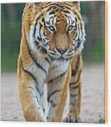 Walking Tigress Wood Print