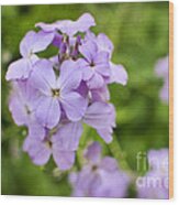Wallflowers Get Attention Wood Print
