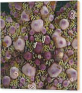 Warty Starfish Close-up Indonesia Wood Print