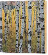 Wasatch Aspens Wood Print