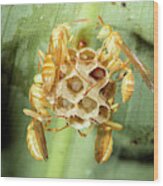 Wasp Nest Wood Print