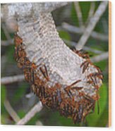 Wasp Nest Everglades Florida. Wood Print