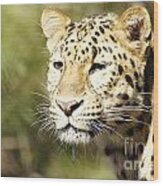 Watching Leopard Wood Print