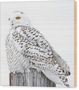 Watching Snowy Owl Wood Print