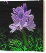 Water Hyacinth - Psalm 97 Wood Print