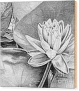 Water Lilly Wood Print