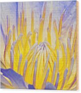 Water Lilly Wood Print