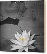 Water Lily Ii Wood Print
