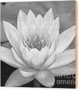 Water Lily In Black And White Wood Print