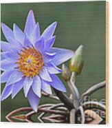 Water Lily Reflections Wood Print