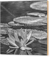Waterlily In Monochrome Wood Print