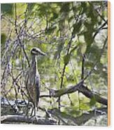 Waterside Blue Heron Wood Print