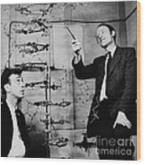 Watson And Crick With Dna Model Wood Print