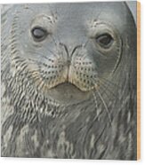 Weddell Seal Petermann Isl Antarctica Wood Print