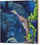 Weedy Seadragon Wood Print