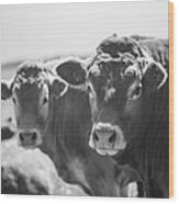 Welsh Cows Wood Print