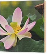 West India Lotus Wood Print
