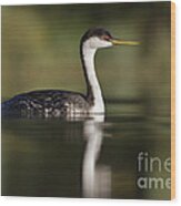 Western Grebe Wood Print