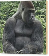 Western Lowland Gorilla Male Wood Print