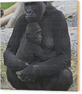 Western Lowland Gorilla Mother And Baby Wood Print