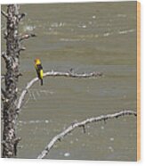 Western Tanager Profile Wood Print