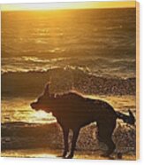 Wet Shaking Dog At Beach Wood Print