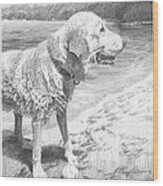 Wet Yellow Lab Playing Fetch Pencil Portrait Wood Print